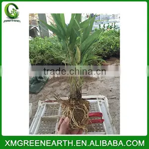 PHYLLOSTACHYS PUBESCENS -- Moso Bamboo Small Plant in Plastic Pots (3) thumbnail-3