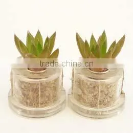 Miniplant "Rock Flower" thumbnail-1