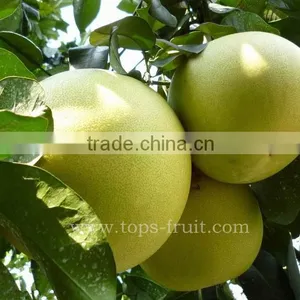 Honey Pomelo thumbnail-1
