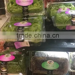 Good Quality High Pressure Vegetable Washing Machine thumbnail-6
