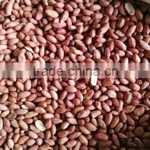 Supply High Quality Peanut Kernels thumbnail-6