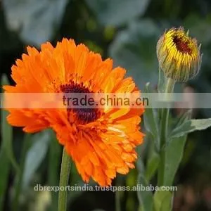 Calendula Oil Natural From India thumbnail-1