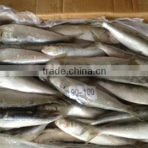 New Coming Fish WR Sardine 8-10pcs/kg for Bait/market thumbnail-1