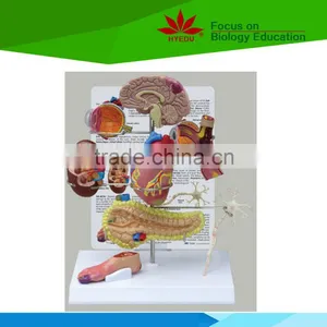 Low Priced Human Cardiac Cycle and Size Cycle Electic Model thumbnail-3