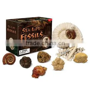 Sea Life Fossils, 6 Assorted, 12pcs per Display thumbnail-1