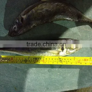 2016new Coming Frozen Horse Mackrel for Sale thumbnail-1