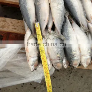 Good Quality New Caught Frozen Mackerel Fish on Sale thumbnail-1