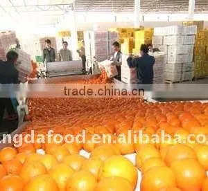 Supply Fresh Navel Orange/Chinese Sweet Navel Orange thumbnail-1