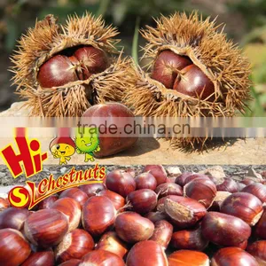 Raw Fresh Chestnut Hebei Chestnuts for Sale thumbnail-4