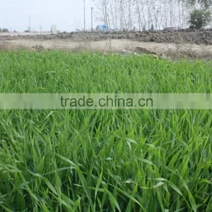 The Best Price Bulk Dried Barley Grass Powder thumbnail-2