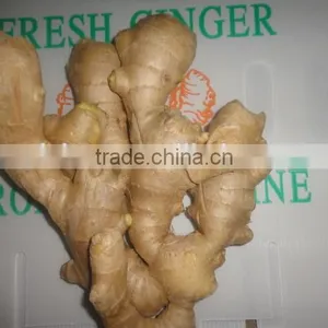 Fresh Air Dried Ginger thumbnail-2