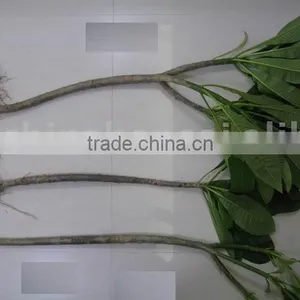 Plumeria Rubra thumbnail-1