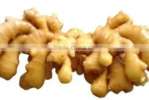 OULENO Manufacturers Supply Multifunctional Cutting Cut Ginger Siji Qiecai Machine Cut Bamboo Shoots and Ginger Shred Sausage ca thumbnail-4