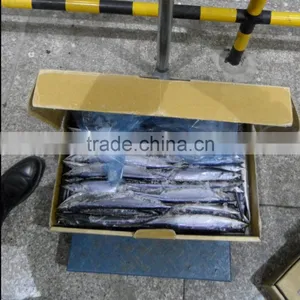 Pelagic Pacific Saury 2# 100-120g Whole Round China Origin thumbnail-1