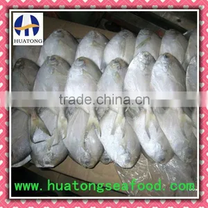 100-150g/pc Frozen Silver Pomfret thumbnail-1