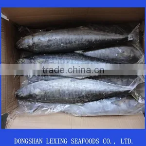 Frozen Spanish Mackerel,IQF,W/R,fresh thumbnail-1