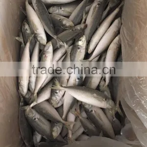 IQF Light Caught Frozen Round Scad Frozen Horse Mackerel thumbnail-1