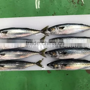 Frozen W/R Japan Mackerel thumbnail-2