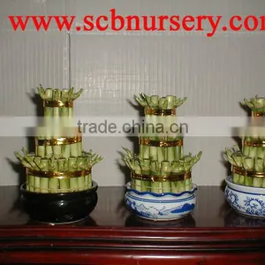 Lucky Bamboo Dracaena Sanderiana Tower thumbnail-1