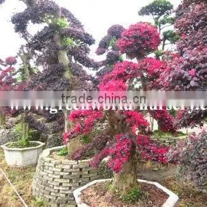 Loropetalum Chinensis Beautiful Flower Grown in Sand thumbnail-1