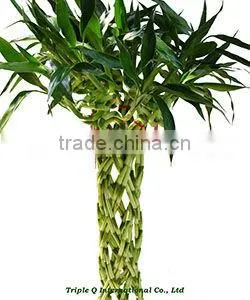 New Sprial Braided Bamboo thumbnail-1