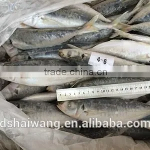 Frozen Whole Round Trachurus Japonicus With Size 40 - 60 Pcs / 10kg Ctn thumbnail-6