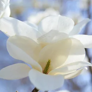 Magnolia Denudata Prices, Quotation Table From Origin, Pictures thumbnail-1