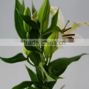 Fashionable Siberia Snow White Lily thumbnail-1