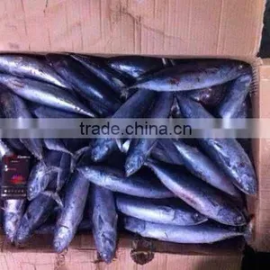 Whole Round Frozen Bonito Tuna Auxis Thazard thumbnail-3