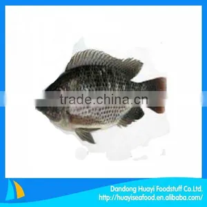 Frozen Fish Best Quality Fresh Tilapia thumbnail-1