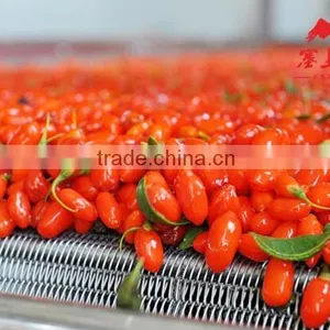 Haccp Dried Goji Berry thumbnail-4