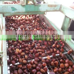Dandong China Chestnut thumbnail-2