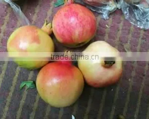 Fresh Pomegranate for Sales thumbnail-2