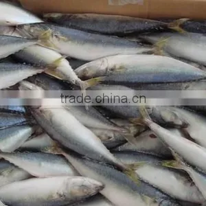 Price for Whole Round Frozen Pacific Mackerel on Sale Promotion thumbnail-1