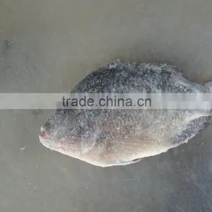2015 New Season of Frozen Tilapia From China thumbnail-1