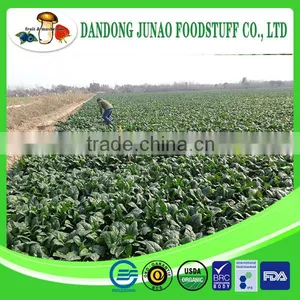 New Season Frozen Spinach Import Frozen Vegetable thumbnail-3