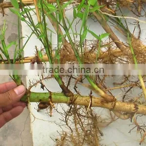 Perennial Plants Bamboo Seedling thumbnail-3