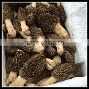 Price of Black Morel Mushroom, Dry Cultivating Morel Mushrooms From Morel Mushroom Farm thumbnail-3