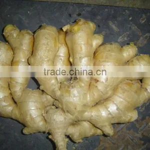 Fresh Mature Ginger thumbnail-2