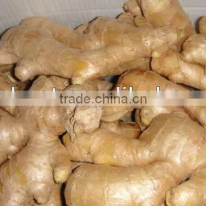 Fresh Mature Ginger thumbnail-3