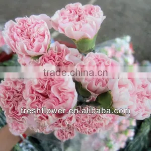 Fresh Cut Flower of Pink Canation Flower thumbnail-1