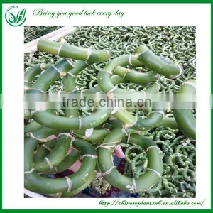 Lucky Bamboo thumbnail-2