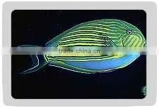 Striped Surgeon Fish thumbnail-1