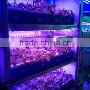 Best Led Grow Light Brands Vanqled for Indoor Plant Growing Lights Tubes 20w T8 4ft thumbnail-1