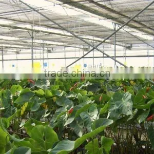 Inflation Greenhouse thumbnail-3