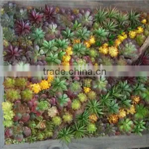 Home and Outdoor Decoration Synthetic Cheap Artificial Vertical Green Grass Succulent Wall E08 04C44 thumbnail-1