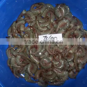 HLSO Shrimps Poovalan thumbnail-3