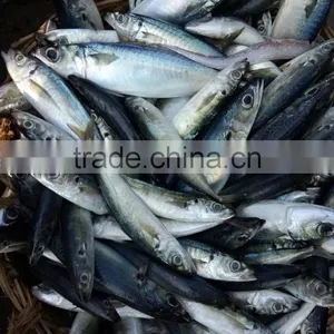 Frozen Mackerel thumbnail-1