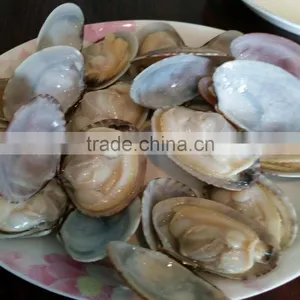 Frozen Short Necked Clam With Shell IQF thumbnail-1
