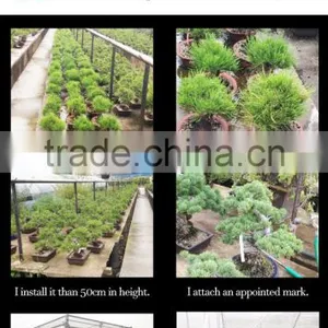 Professional and High-grade Bonsai Plants for Sale Tree at Custom Tailoring thumbnail-3
